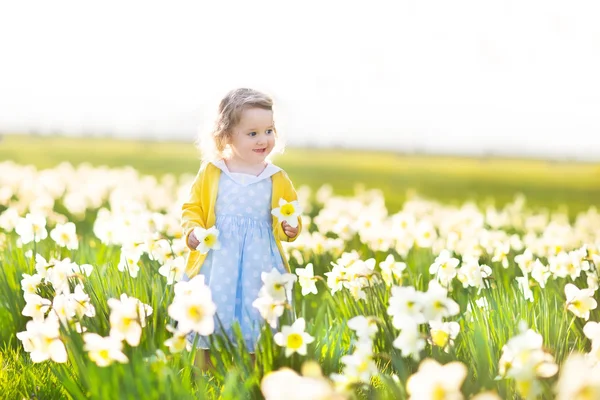 Девушка играет на поле желтых цветов нарциссов — стоковое фото
