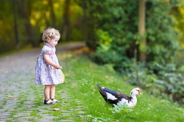 Menina bebê perseguindo gansos selvagens em um parque de outono — Fotografia de Stock