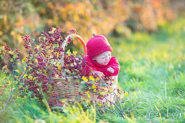 Bebé recién nacido en una canasta grande con manzanas y bayas rojas —  Fotos de Stock
