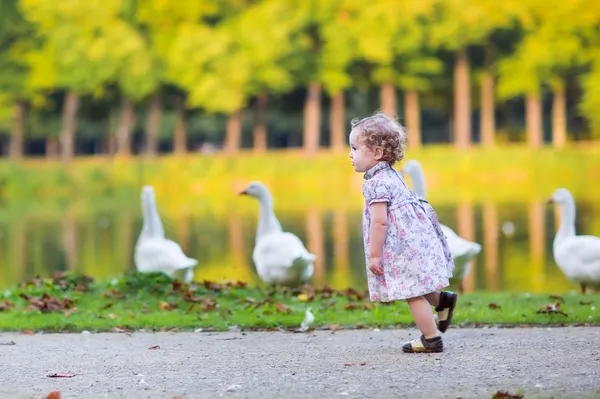 Baby girl chasing wild geese in an autumn park — Stock Photo, Image