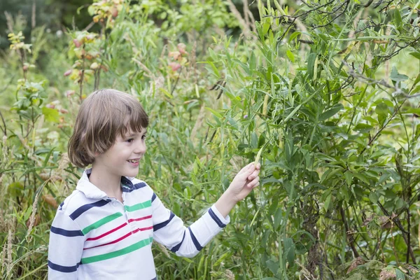 Anak memetik kacang polong hijau — Stok Foto
