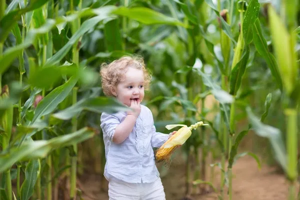 Menina jogando em um campo de milho — Fotografia de Stock