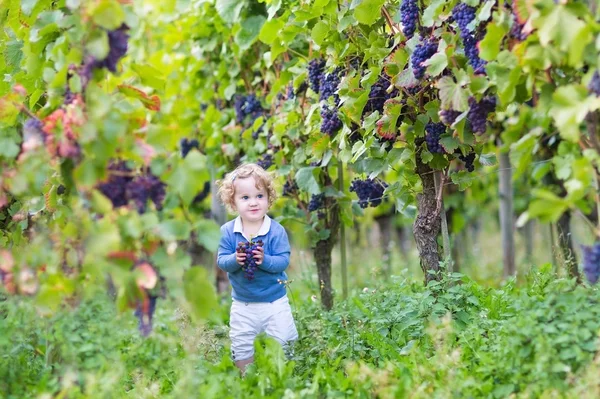 Baby girl picking fresh ripe grapes — Stock Photo, Image