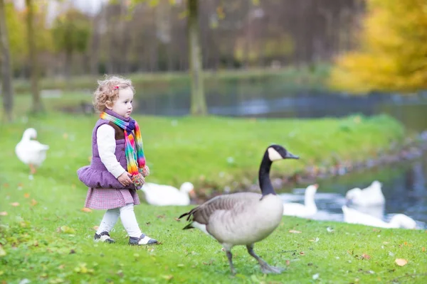 Tout-petit fille courir après les oies sauvages à un lac — Photo