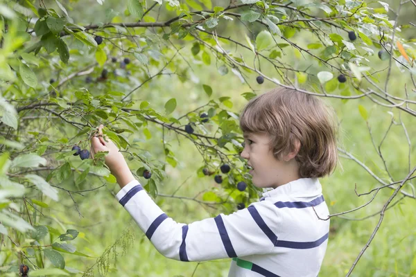 Boy in striped T-shirt in a botanical park — Stock Photo, Image