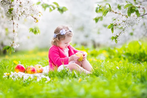 Милая малышка ест яблоко в цветущем саду. — стоковое фото