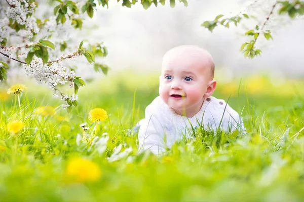 愛らしい小さな幸せな笑みを浮かべて赤ちゃん男の子アップルの咲く庭で遊んでいます。 — ストック写真