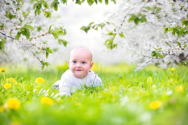 apple bir çiçeklenme içinde şirin bebek bahar bahçe