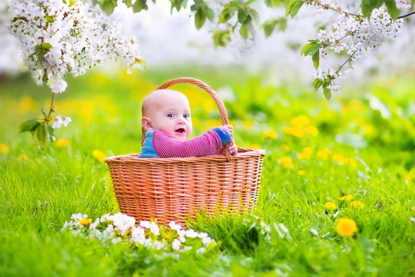 Happy baby in a basket in a blooming apple tree — Stock Photo, Image