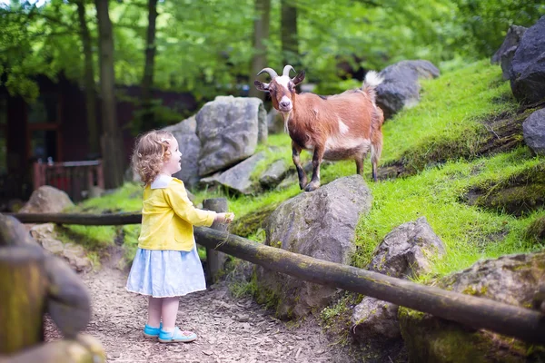 Gadis kecil memberi makan kambing — Stok Foto