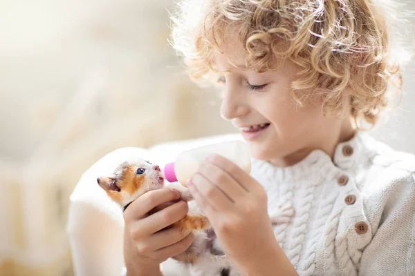 Child Playing Baby Cat Little Boy Looking Newborn Kitten Kids — Stock Photo, Image