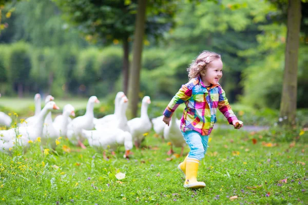 Маленькая девочка играет с гусями — стоковое фото