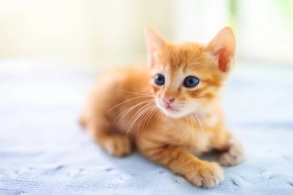 Kleine Kat Ginger Kitten Spelen Bank Met Gebreide Deken Huisdier — Stockfoto