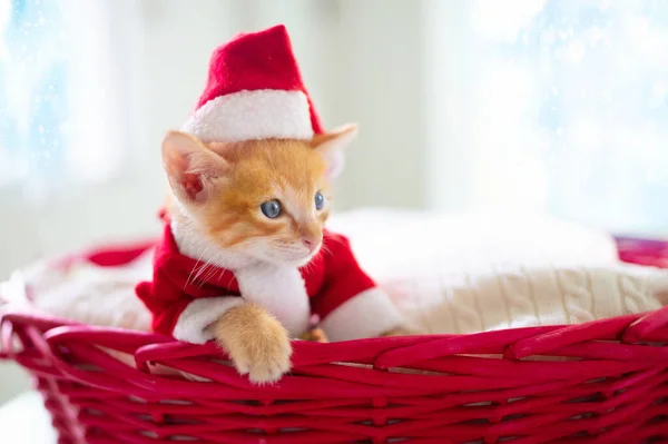 Baby cat in Christmas costume and Santa hat. Ginger newborn kitten sleeping under woolen blanket. Cozy Xmas winter day with pet at home. Nap time. Present for animal. Cats sleep, relax, rest.