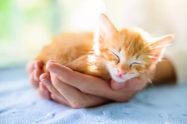 小猫睡在人手里 舒服地睡觉 和宠物一起小睡 宠物主人和他的宠物 生姜小猫咪放松 动物之爱 — 图库照片