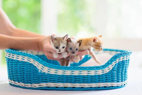 Kitten Mannenhanden Huisdier Eigenaar Zijn Kat Gezellige Knuffeltijd Met Huisdieren — Stockfoto