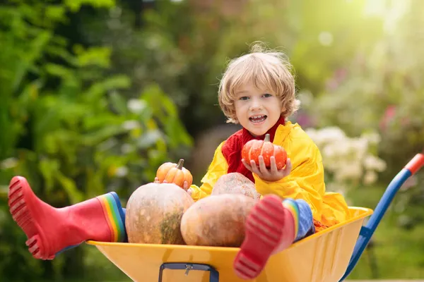 在南瓜地里玩手推车的孩子 感恩节和万圣节期间 孩子们在户外享受秋天的乐趣 男孩儿在田里推轮式手推车 孩子们在秋天的花园里玩耍 小孩捡南瓜 — 图库照片