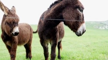 İki eşeğin otladığını gösteren bir resim. Biri ön planda, diğeri de arka planda. Cantabria 'nın doğal ortamı.