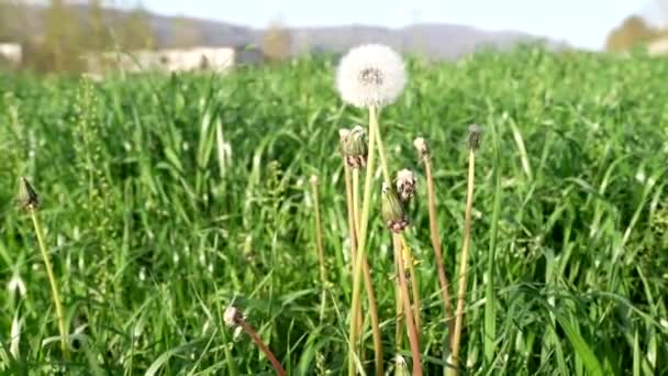 Diente León Florecido Naturaleza Crece Partir Hierba Verde — Vídeo de stock