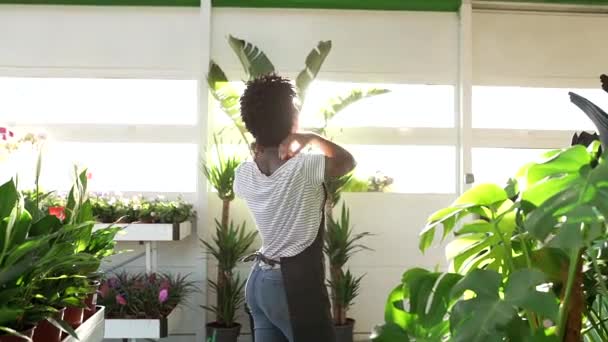 Piękne Krótkowłose Afroamerykanka Ogrodnik Kwiaciarnia Tańczy Dobrym Nastroju Szklarni Zachodzie — Wideo stockowe