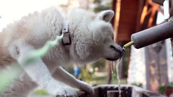 Akita Inu Cão Bebe Água Uma Fonte Natural Nos Alpes — Vídeo de Stock