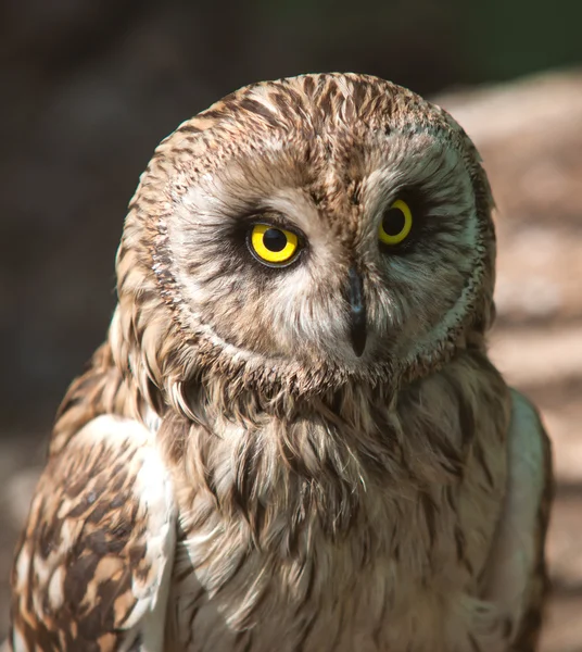 Brown Owl — Stock Photo, Image