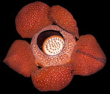 Rafflesia