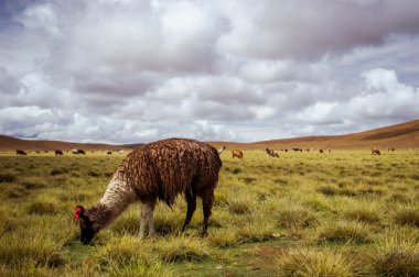 alpaka altiplano üzerinde. Bolivya. Güney Amerika. ot yer. Mavi gökyüzü, yeşil çimen, dağlar.