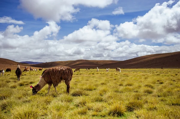 Alpackor på altiplano. Bolivia. Sydamerika. äta gräs. blå himmel, grönt gräs, berg. — Stockfoto