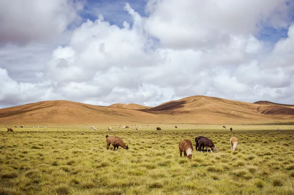 Alpackor på altiplano. Bolivia. Sydamerika. äta gräs. blå himmel, grönt gräs, berg. — Stockfoto