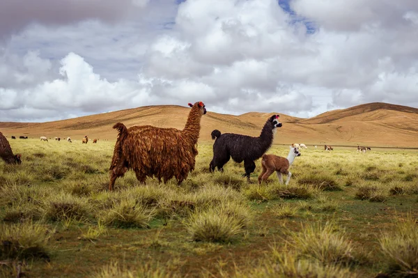 Alpackor på altiplano. Bolivia. Sydamerika. äta gräs. blå himmel, grönt gräs, berg. — Stockfoto