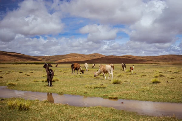 Alpakat Altiplanolla. Boliviassa. Etelä-Amerikassa. Syö ruohoa. Sininen taivas, vihreä ruoho, vuoret . — kuvapankkivalokuva
