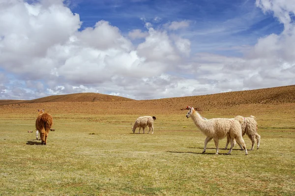 Alpackor på altiplano. Bolivia. Sydamerika. äta gräs. blå himmel, grönt gräs, berg. — Stockfoto