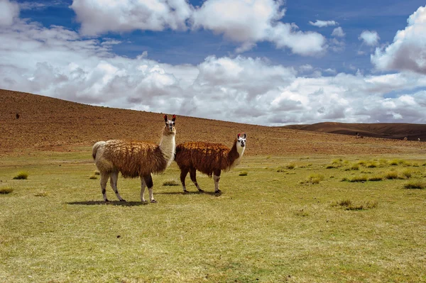 Alpackor på altiplano. Bolivia. Sydamerika. äta gräs. blå himmel, grönt gräs, berg. — Stockfoto