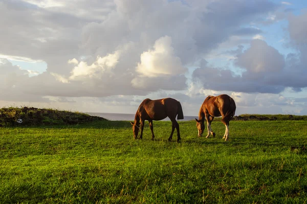 Hevosia Isla de Pascualla. Rapa Nui. Pääsiäissaari. Alas — kuvapankkivalokuva