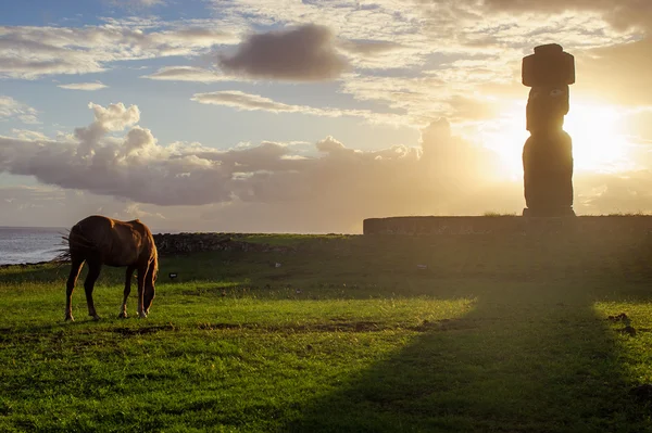 イスラ ・ デ ・ パスクアの馬。ラパ ・ ヌイ。イースター島。ダウン — ストック写真