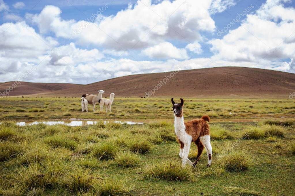 Alpacas on the Altiplano. Bolivia. South America. Eat grass. Blue sky, green grass, mountains.