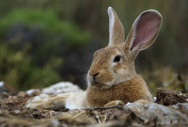 Mijnheer grote oren — Stockfoto