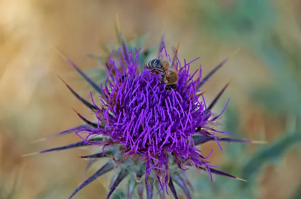 Wilde planten — Stockfoto