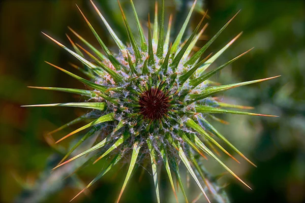 Plantas silvestres — Foto de Stock