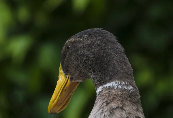 Ben ik vrij ? — Stockfoto