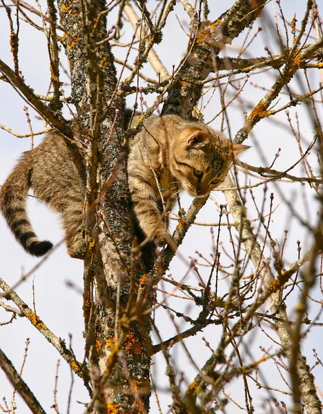 birinin belgili tanımlık kedi