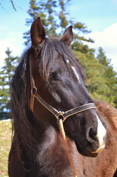 Hoofd paard — Stockfoto