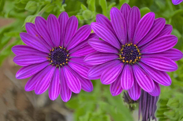 Purple daisies — Stock Photo, Image