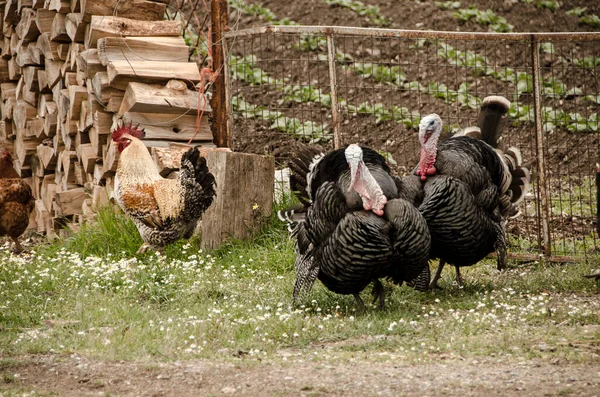 hens and turkeys graze freely in the outdoor mountainous coop and farm.Arcadia ,Greece