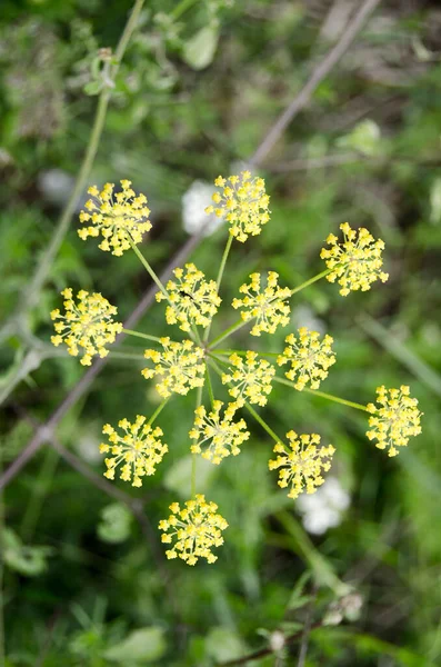 Vahşi Bitkiler Çiçekler Doğal Altyapılar — Stok fotoğraf