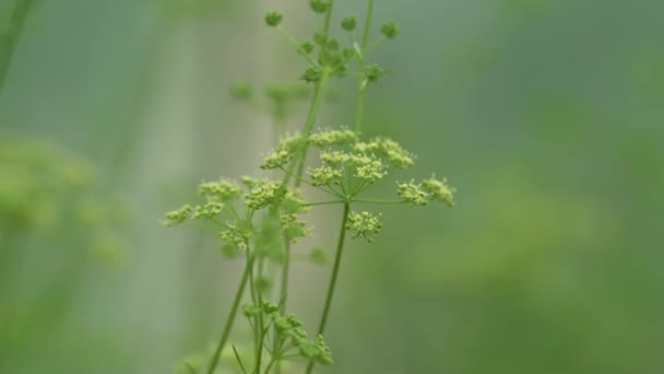 Close-up view of sprouts of fresh green dill. Camera movement between plants — Stock Video