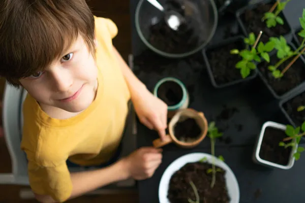 Rapaz a plantar mudas em casa. Uma criança independente está ocupada com um hobby com plantas em vasos. Criança feliz replantando tomate — Fotografia de Stock