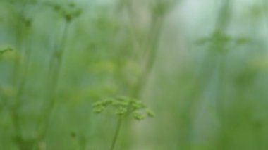 Taze yeşil dereotu filizlerinin yakın görüntüsü. Bitkiler arasında kamera hareketi