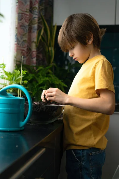 Rapaz a plantar mudas em casa. Uma criança independente está ocupada com um hobby com plantas em vasos. Conceito vitalício — Fotografia de Stock